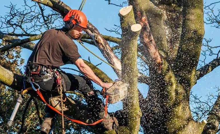 Why Smart Tree Trimming in Gold Coast Shapes Healthier Trees and Safer Streets