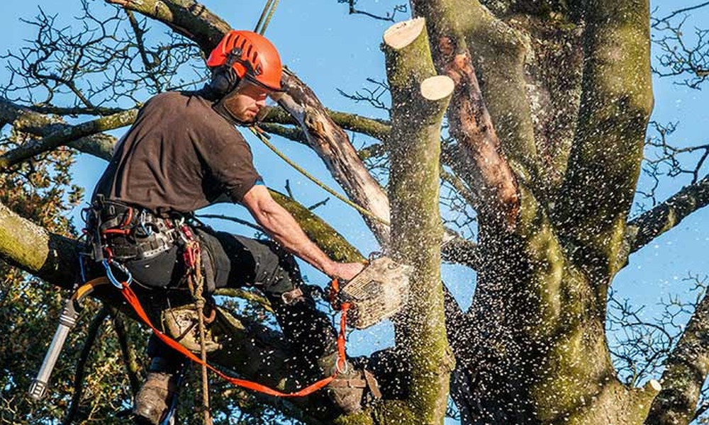 Why Smart Tree Trimming in Gold Coast Shapes Healthier Trees and Safer Streets